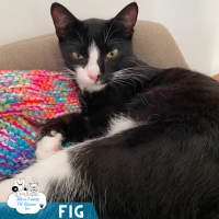 Photo of Fig