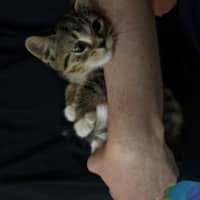 Photo of Juno