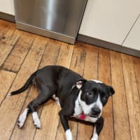 Photo of Rosie