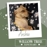 Photo of Archie