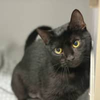Photo of Phantom