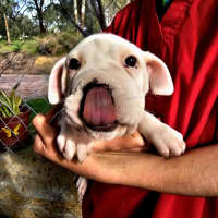 Photo of Zena
