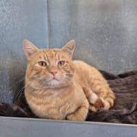 Photo of Biggie Cheese