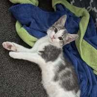 Photo of Cleo