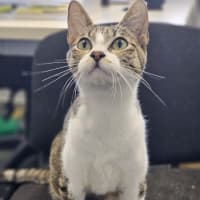 Photo of Nessa