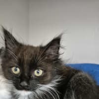 Photo of Indigo