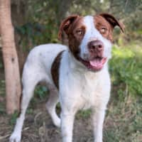 Photo of Tango