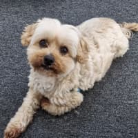 Photo of Peanut Butter