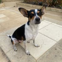 Photo of Pepsi (Was Audrey)