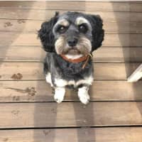 Photo of Roy Valenti