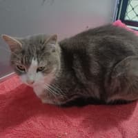 Photo of Dusty
