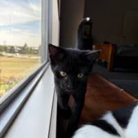 Photo of Zoro