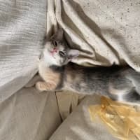 Photo of Lavender Haze