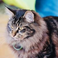 Photo of Scout
