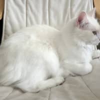 Photo of Yuki