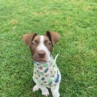 Photo of Wyatt
