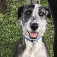 Photo of Jethro   3 Year Old Wolfhound X