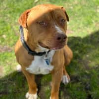 Photo of Duke