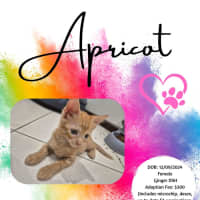 Photo of Apricot