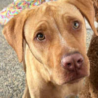 Photo of Dior *$350 Adoption Fee*