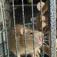 Photo of Banjo / Patterson