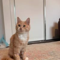 Photo of Ember (Was Creamy)