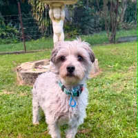 Photo of Bandit