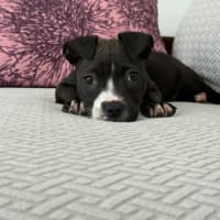 Photo of Lola   10 Week Old Boxer X