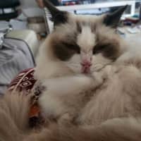 Photo of Daisy