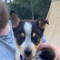 Photo of Clover   8 Week Old Kelpie X (Trial)