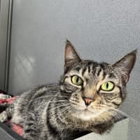 Photo of Juniper