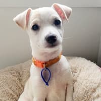 Photo of Oren   10 Week Old Jack Russell Terrier (Trial)