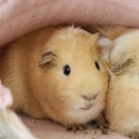 Photo of Waffles & Pancake