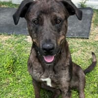 Photo of Boof (4848)