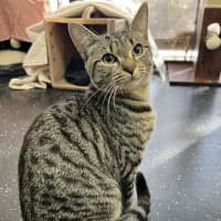 Photo of Tabby Princess