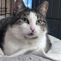 Photo of Soxie