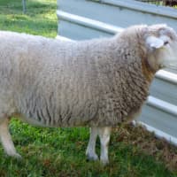 Photo of Sheep