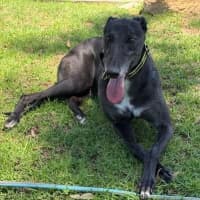 Photo of Fenton The Greyhound
