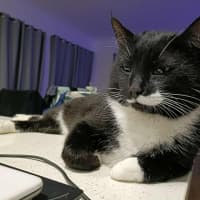 Photo of Mr Moustache