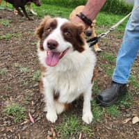 Photo of Pippa (64697)