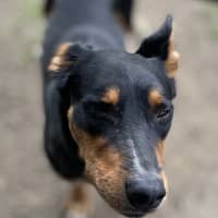 Photo of Reggie 