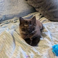 Photo of Peach