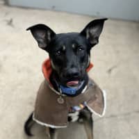 Photo of Zazu