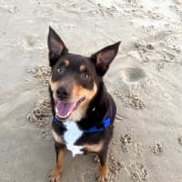 Photo of Jasper