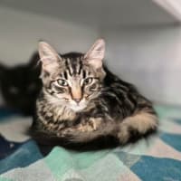 Photo of Otis