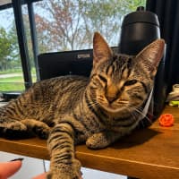 Photo of Opal