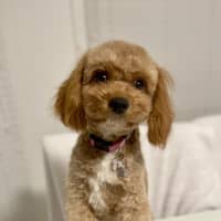 Photo of Sprocket