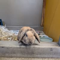 Photo of Miffy