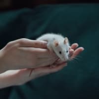 Photo of Toad & Beetle