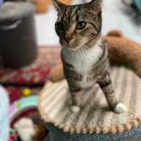 Photo of Nael ** 2nd Chance Cat Rescue **